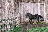 Horse In Barnyard_DSCF02199